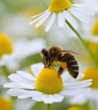 Close up of honey bee