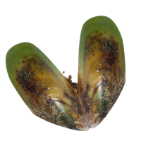 mussel_icon